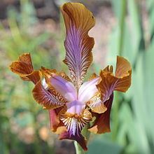 Iris stolonifera httpsuploadwikimediaorgwikipediacommonsthu