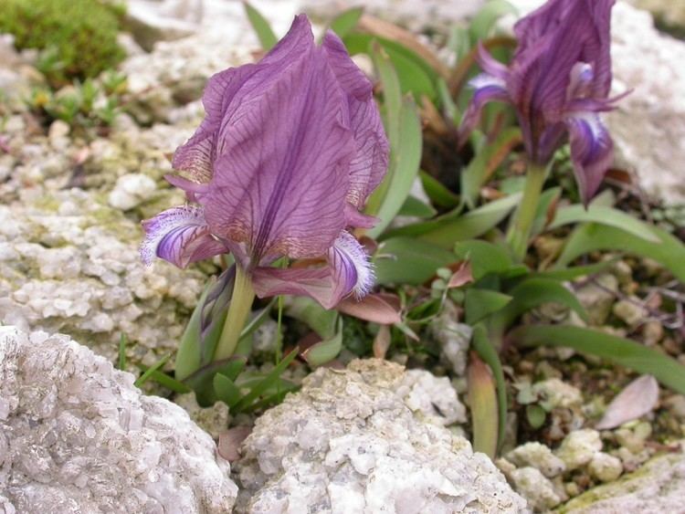 Iris suaveolens Iris suaveolens v rubromarginata Wrightman Alpines Nursery