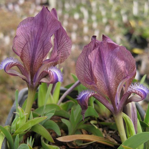 Iris suaveolens Iris suaveolens v rubromarginata Arrowhead Alpines