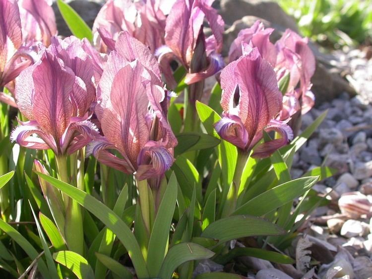 Iris suaveolens Iris suaveolens v rubromarginata Wrightman Alpines Nursery
