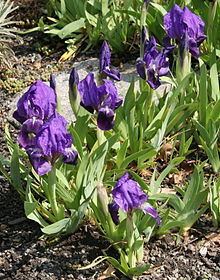 Iris subbiflora httpsuploadwikimediaorgwikipediacommonsthu