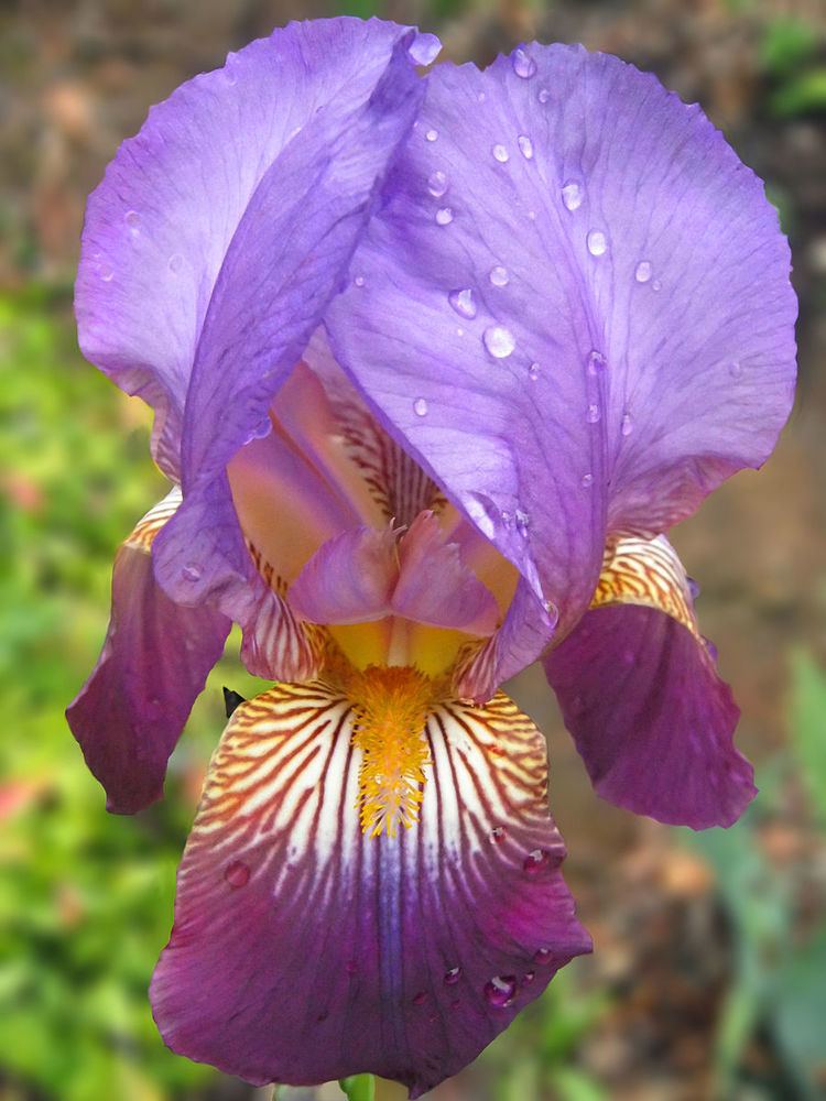 Iris subg. Iris