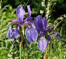 Iris subg. Limniris httpsuploadwikimediaorgwikipediacommonsthu