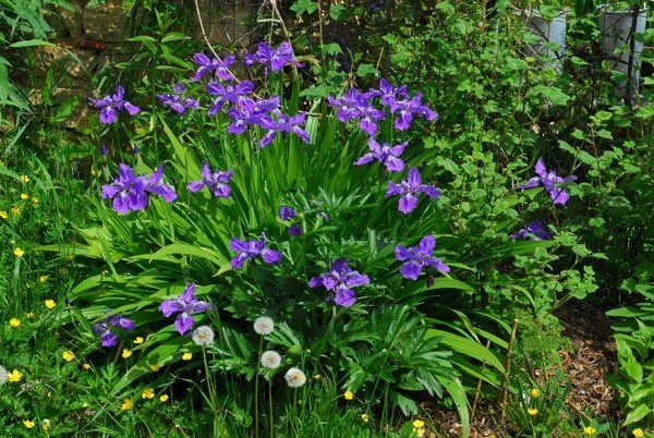 Iris tectorum Iris tectorum