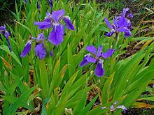 Iris tectorum httpsuploadwikimediaorgwikipediacommonsthu