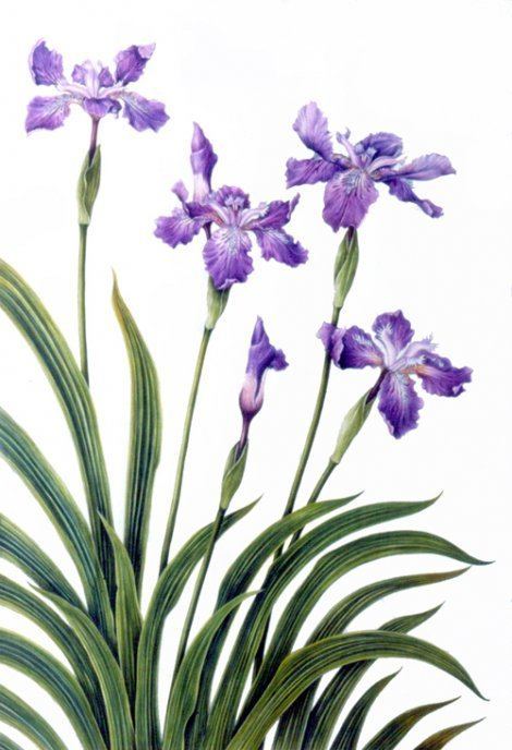Iris tectorum Buy Iris tectorum online at Himalayan Gardens Ltd UK