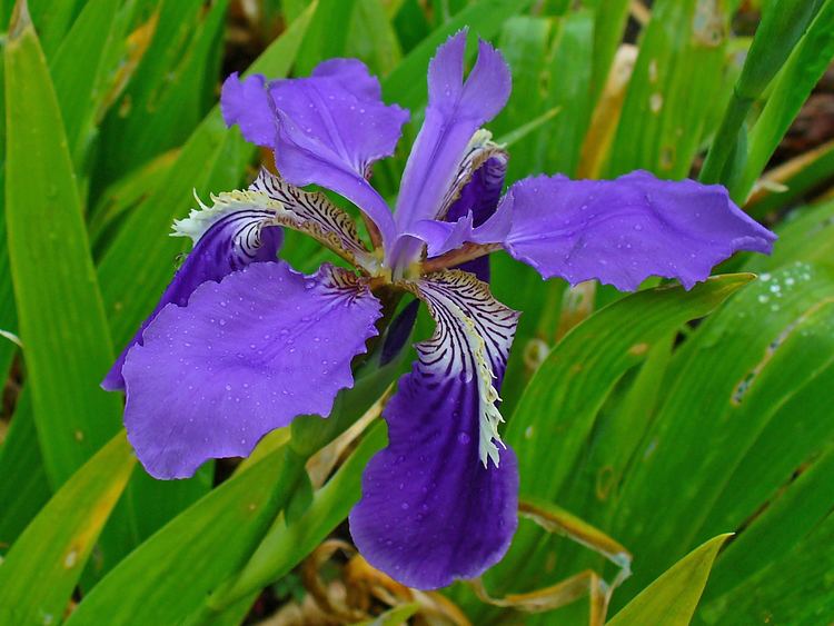 Iris tectorum FileIris tectorum 002JPG Wikimedia Commons