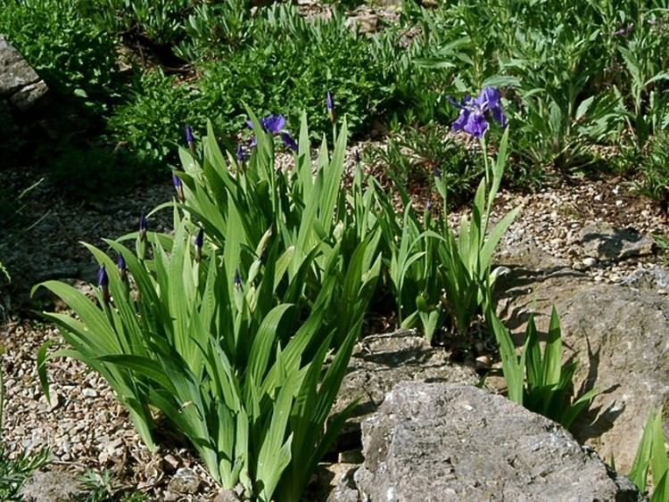 Iris tectorum Iris tectorum wall iris Go Botany