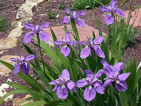 Iris tectorum Pacific Bulb Society Crested Irises
