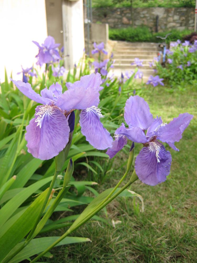 Iris tectorum Iris tectorum Wikipedia