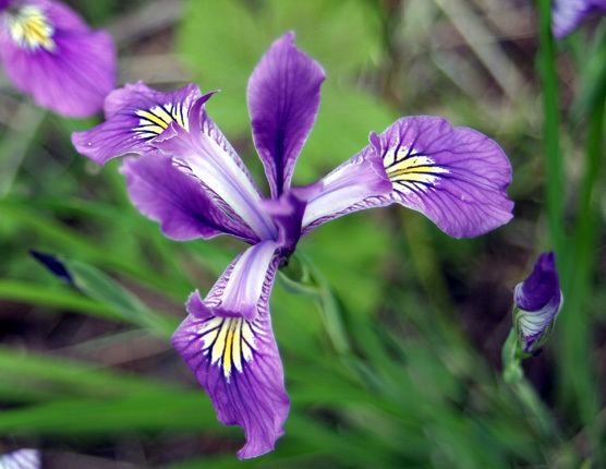 Iris tenax Iris tenax