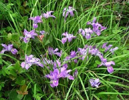 Iris tenax Blue Flowers