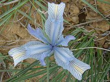 Iris tenuifolia httpsuploadwikimediaorgwikipediacommonsthu