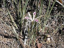 Iris tenuissima httpsuploadwikimediaorgwikipediacommonsthu