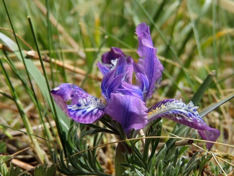 Iris tigridia httpsuploadwikimediaorgwikipediacommons22