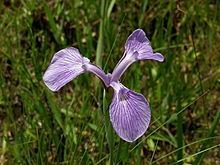 Iris tridentata httpsuploadwikimediaorgwikipediacommonsthu