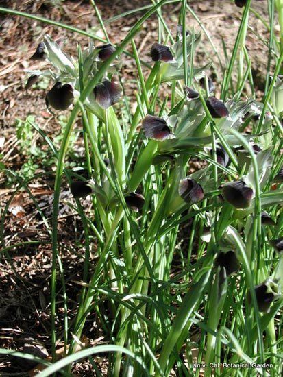 Iris tuberosa Pacific Bulb Society Hermodactylus