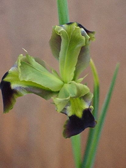 Iris tuberosa Pacific Bulb Society Hermodactylus