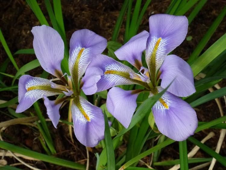 Iris unguicularis Plant of the moment Iris unguicularis Creating my own garden of