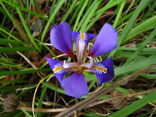 Iris unguicularis Pacific Bulb Society Beardless Iris Species SZ