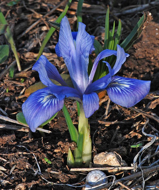 Iris vartanii Iris vartanii Foster Flora of Israel Online