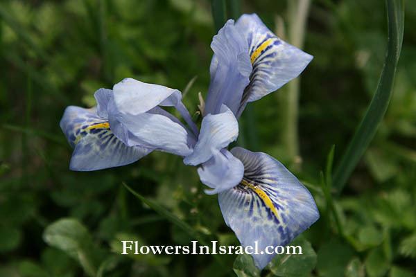 Iris vartanii Iris vartanii