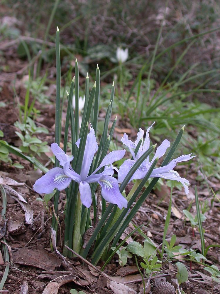 Iris vartanii httpsuploadwikimediaorgwikipediacommonsthu