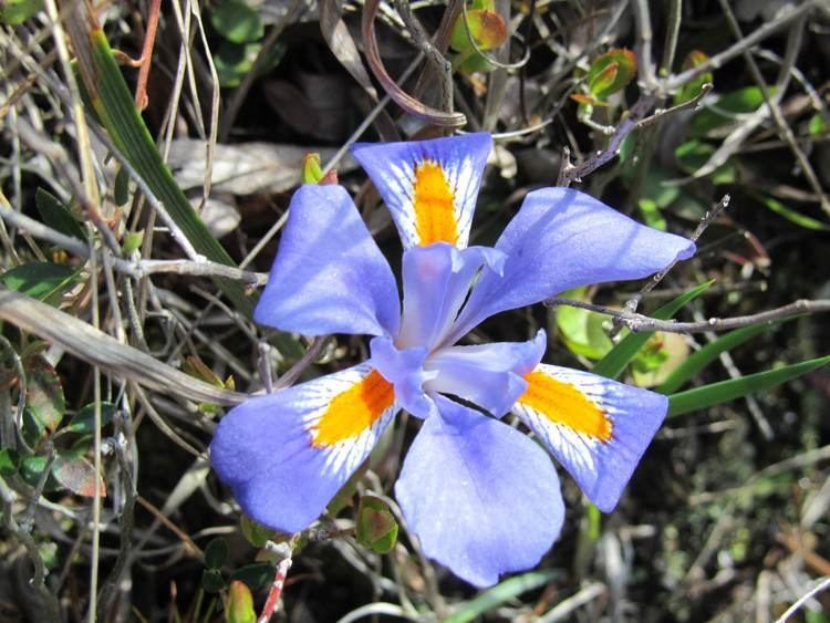 Iris verna Plants North Carolina Native Plant Society