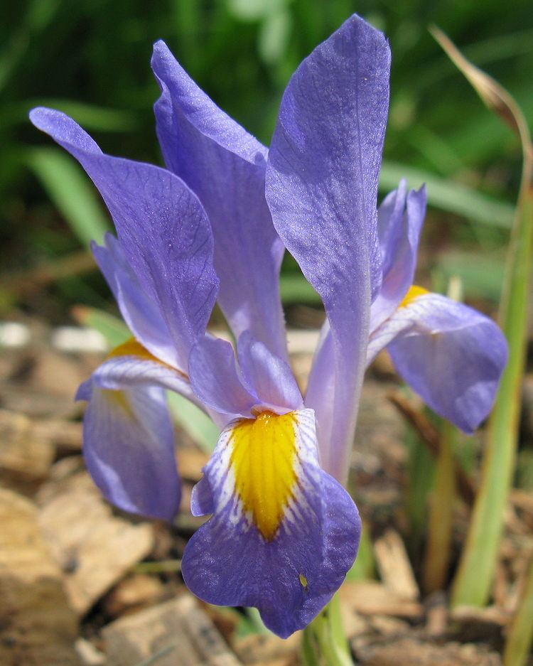 Iris verna Iris verna Wikipedia