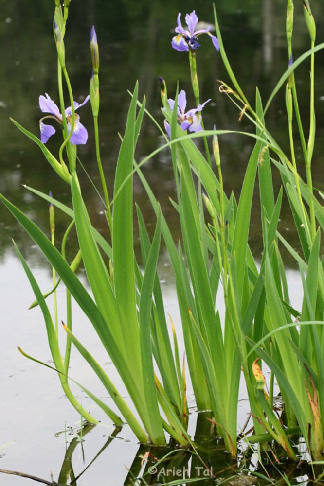 Iris versicolor Iris versicolor blue iris Go Botany