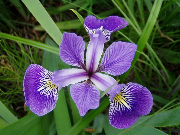 Iris versicolor Iris versicolor Blueflag Iridaceae Environmental Studies Lake