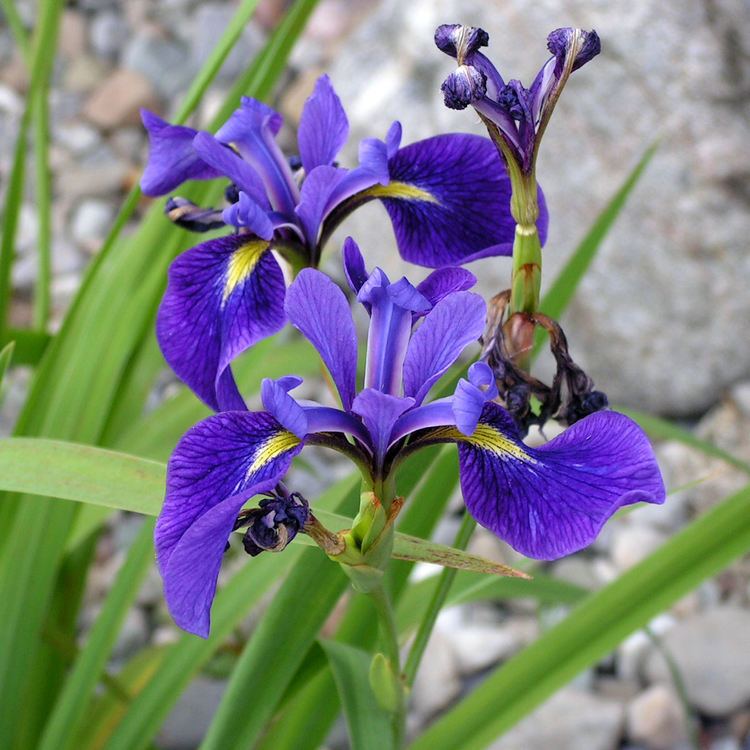Iris versicolor (blue iris): Go Botany
