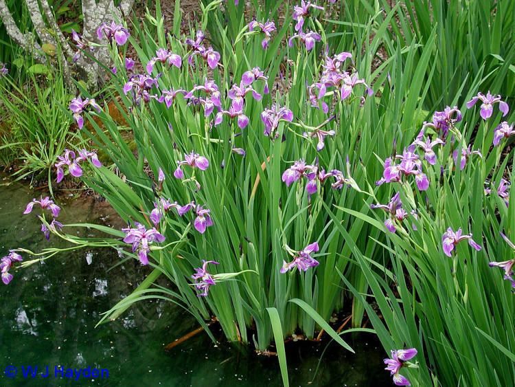 Iris versicolor The Fascinating History of Quebec39s Floral Emblem Laidback Gardener