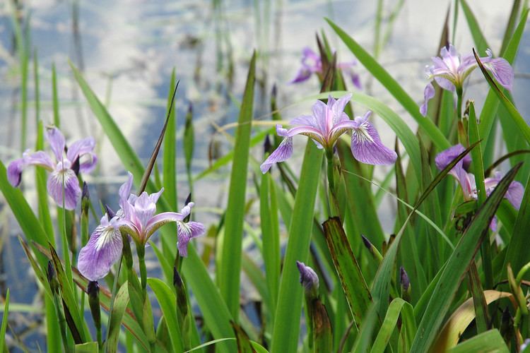 Iris versicolor Iris versicolor blue iris Go Botany