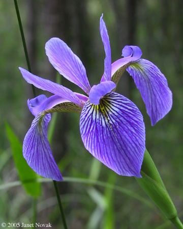 Iris versicolor irisversfljpg