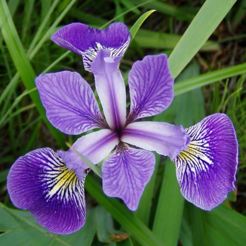 Iris versicolor Iris versicolor 39Dark Aura39