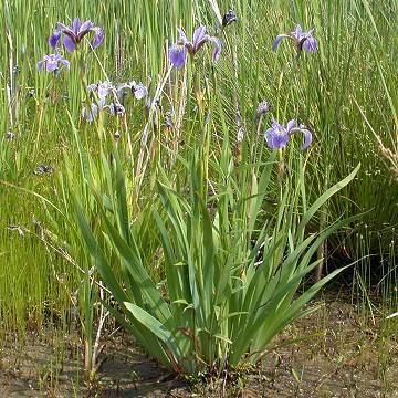 Iris virginica Irisvirginica1jpg