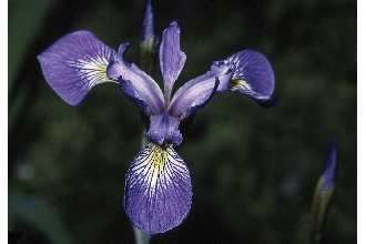 Iris virginica Plants Profile for Iris virginica Virginia iris