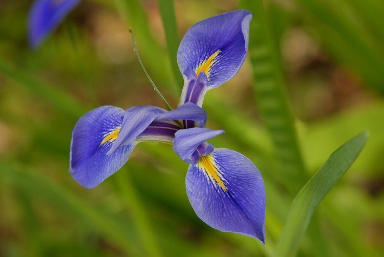 Iris virginica FileSouthern Blue Flag Iris iris virginica Flickr Andrea