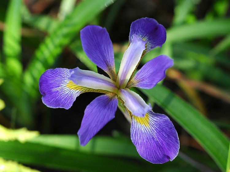 Iris virginica Iris virginica