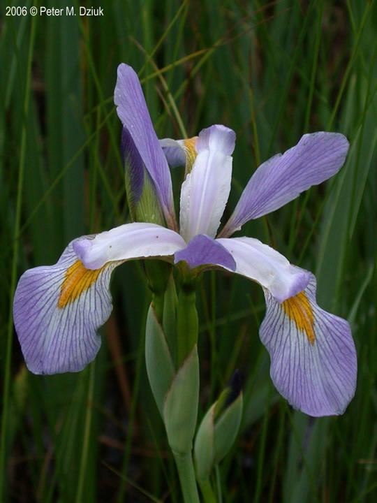 Iris virginica Iris virginica Southern Blueflag Minnesota Wildflowers