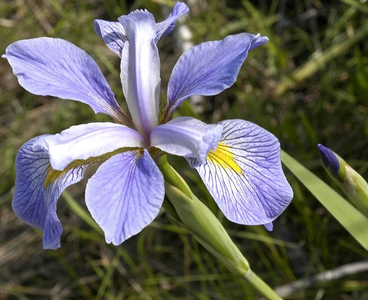 Iris virginica Iris virginica Wikipedia
