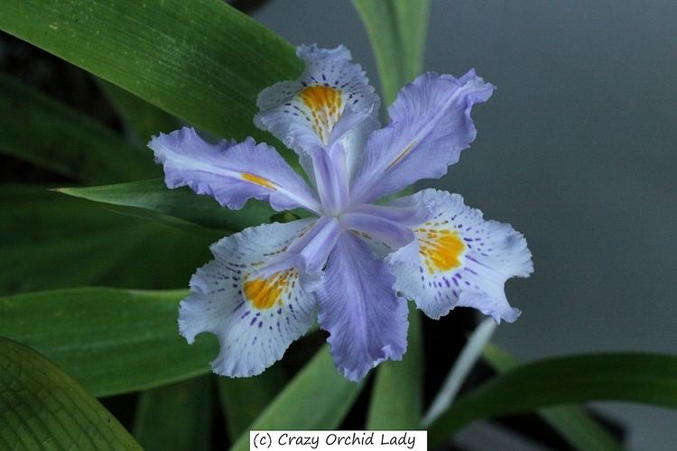 Iris wattii Iris wattii Crazy Orchid Lady Forum