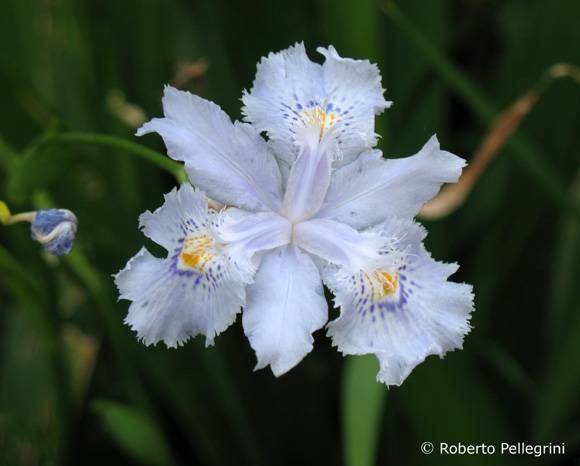 Iris wattii Image