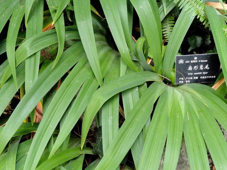 Iris wattii FileIris wattii Kunming Botanical Garden DSC03008JPG