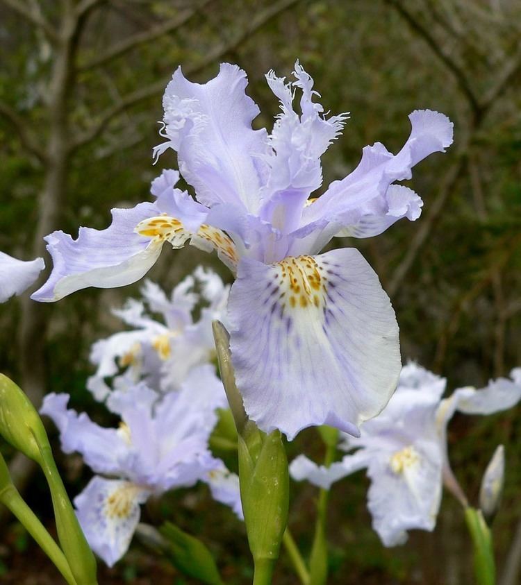 Iris wattii Iris wattii Wikipedia