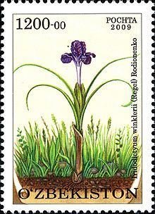 Iris winkleri httpsuploadwikimediaorgwikipediacommonsthu