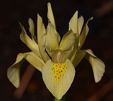 Iris winogradowii httpsuploadwikimediaorgwikipediacommonsthu