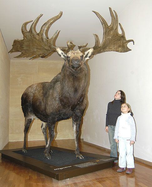 Irish elk 1000 ideas about Irish Elk on Pinterest Reindeer Elk and Extinct