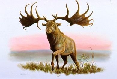 Irish elk Irish Elk Facts Habitat Pictures Behavior Antlers and Range